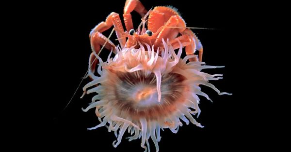 anemona-japonesa-aumento-concha-hospedeiro-conexao-planeta