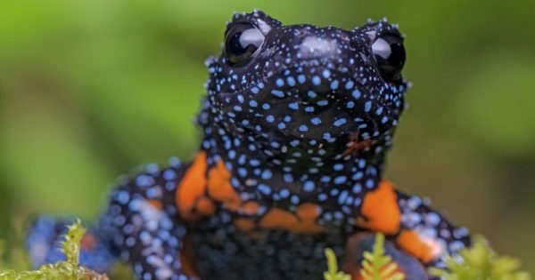 anfibios-salamandras-abre-conexao-planeta