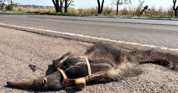 animais-atropelados-tamandua-bandeira-monitorado-foto-mario-alves-ICAS-0b