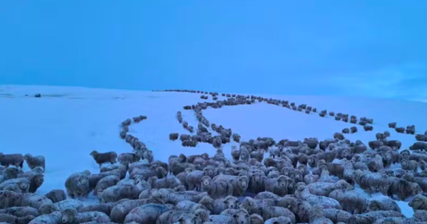 animais-congelam-com-frio-extremo-na-patagonia-argentina-foto-ministerio-da-defesa-da-argentina1