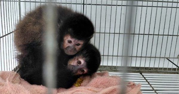 animais-criadouro-xanxere-ibama-2-conexao-planeta