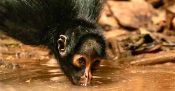 animais-driblam-seca-prolongada-em-nascente-artificial-de-aguas-limpas-parque-cristalino-foto-cleber-ricardo-dos-santos-1b