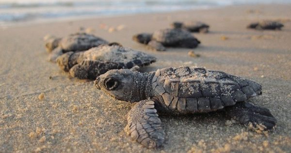 apesar-derramamento-oleo-nordeste-censo-revela-aumento-filhotes-tartarugas-conexao-planeta