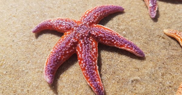 Depois de mortandade em massa, estrela-do-mar tem evolução surpreendente em luta pela sobrevivência