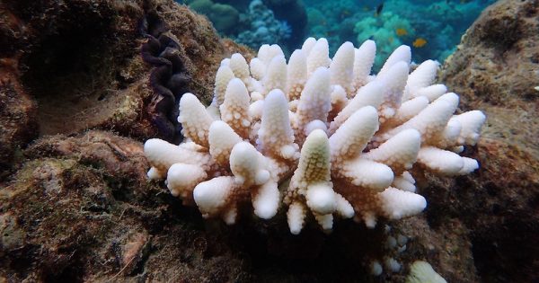 aquecimento-oceanos-perda-corais-2-conexao-planeta