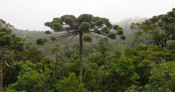 araucaria-foto-adrian-michael-wikimedia-commobs