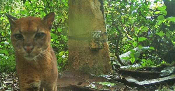 armadilhas-fotograficas-animais-amazonia-2-conexao-planeta