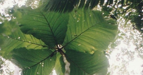 arvore-folhas-gigante-amazonia-conexao-planeta
