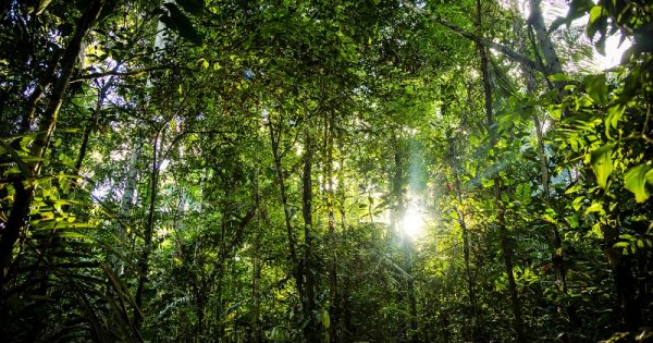 arvores-florestas-tropicais-umidas-morrendo-conexao-planeta