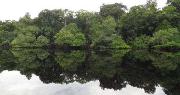 Floresta ao longo do Rio Jaú, no Parque Nacional do Jaú, uma das maiores unidade de conservação brasileiras, localizada nos estados do Amazonas e de Roraima, com 2,36 milhões de hectares