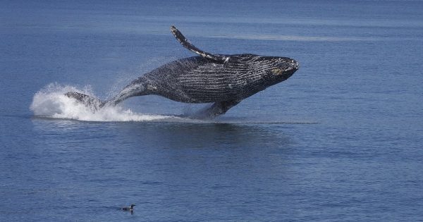 “Às vezes o cara pega o canudinho, tem uma baleia lá e ele põe na boca dela”, diz presidente da Fiesp, em entrevista sobre plástico