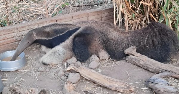 atropelamentos-incendios-protecao-animal-mundial-conexao-planeta