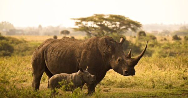 aumento-populacao-rinocerontes-conexao-planeta