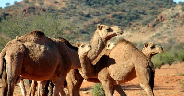 australia-vai-abater-dez-mil-camelos-ameaca-agua-conexao-planeta