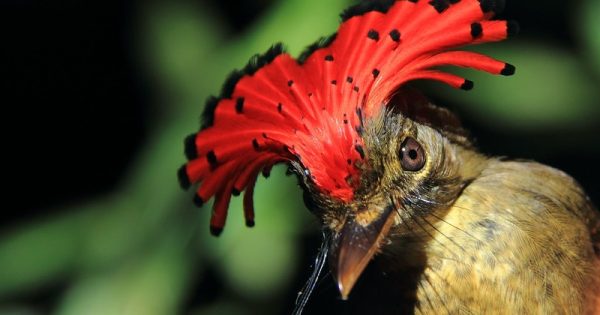 aves-amazonia-menores-crise-climatica-conexao-planeta
