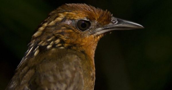 aves-declinio-amazonia-conexao-planeta