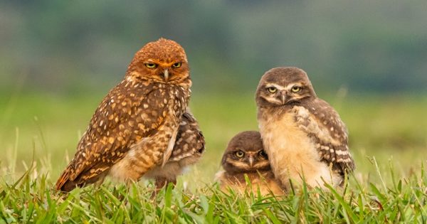 aves-litoral-microplasticos-gabriel-marchi-conexao-planeta