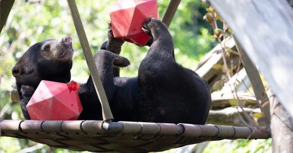 babu-ursa-malaia-com-cancer-terminal-em-remissao-apos-tratamento-com-remedio-a-base-de-mel-foto-RZSS-abre-divulgacao