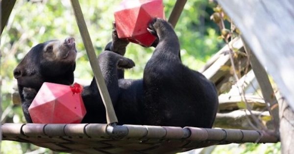 babu-ursa-malaia-com-cancer-terminal-em-remissao-apos-tratamento-com-remedio-a-base-de-mel-foto-RZSS-divulgacao