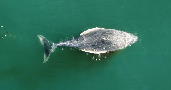 baleia-aparece-morta-redes-pesca-santa-catarina-2-conexao-planeta