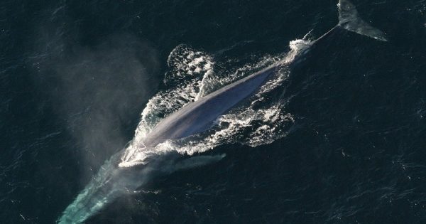baleia-azul-abre-conexao-planeta