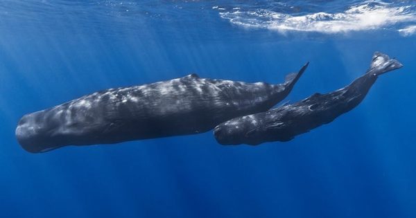 Baleia cachalote encontrada morta na Espanha tinha 29 kg de plástico no estômago
