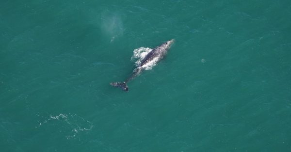 baleia-cinzenta-atlantico-new-england-aquarium-conexao-planeta