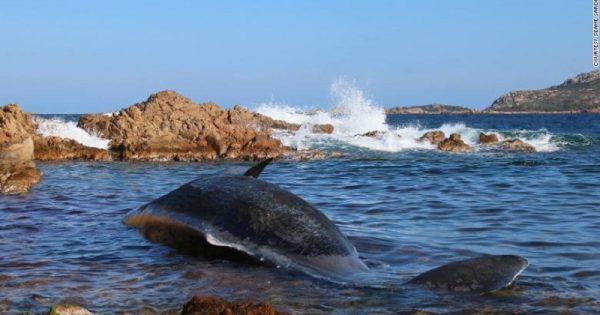 Baleia grávida com 22 kg de plástico no estômago é achada morta na Itália