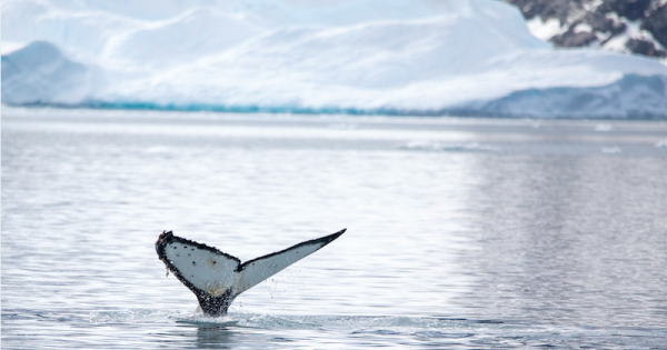 baleia-jubarte-Fredi-Antartica-foto-Adriano-Kirihara1b.jpg