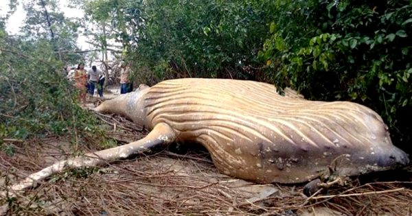 baleia-jubarte-morta-ilha-do-marajo-foto-bicho-dagua2