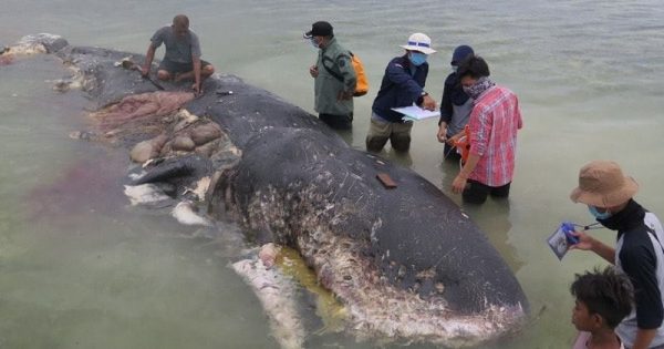 Baleia encontrada morta na Indonésia tinha sacolas, sandálias e mais de 100 copos plásticos no estômago