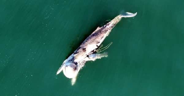 baleia-morta-rede-pesca-santa-catarina-conexao-planeta