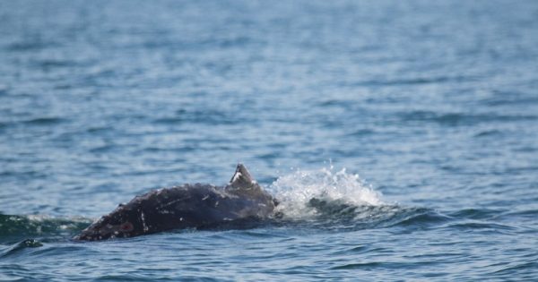 baleia-presa-rede-pesca-santa-catarina-conexao-planeta