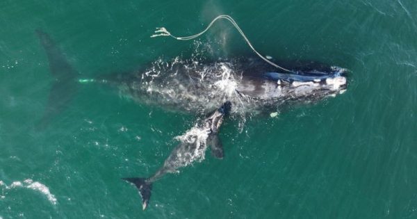 baleia-rede-pesca-filhote-conexao-planeta