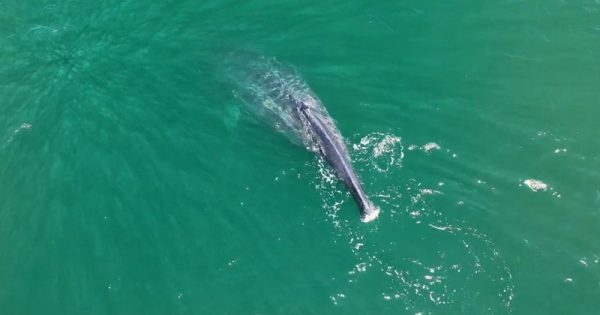 baleia-sem-cauda-whale-museum-conexao-planeta