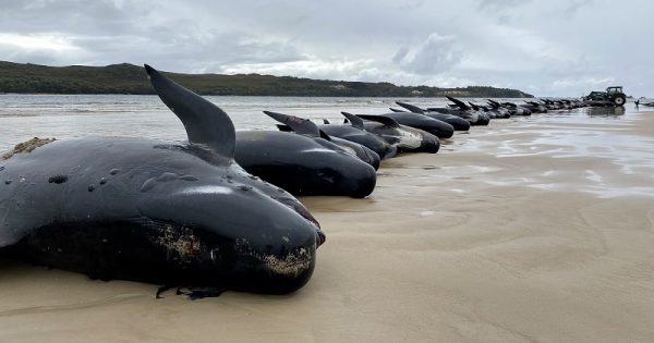 baleias-encalhadas-tasmania-2-conexao-planeta