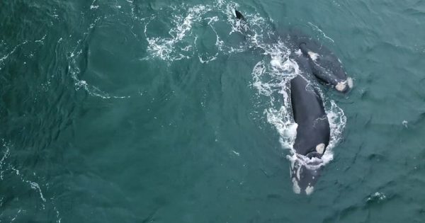 baleias-franca-acasalamento-conexao-planeta