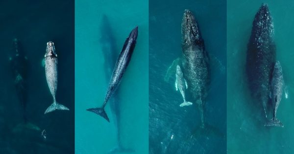 baleias-ilhabela-conexao-planeta