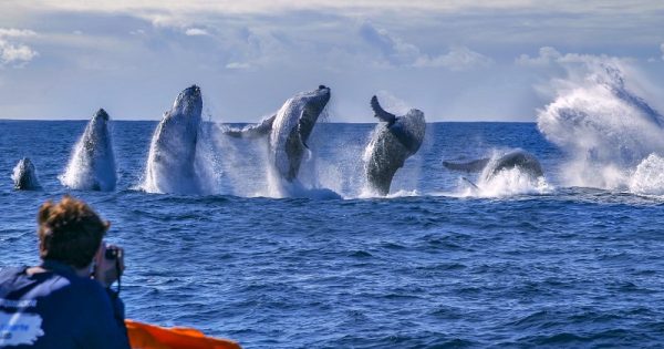 baleias-jubarte-show-nova-temporada-conexao-planeta