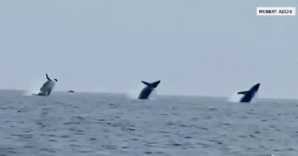 baleias-salto-triplo-conexao-planeta