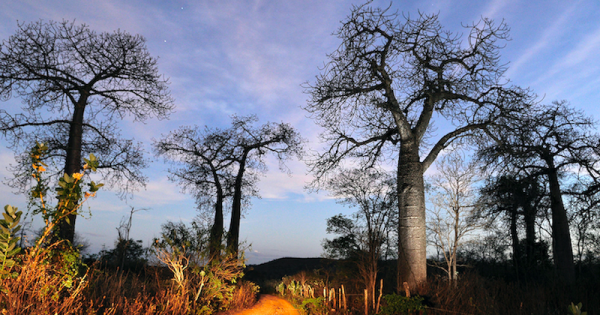 barriguda-baoba-brasileiro-caatinga-foto-adriano-gambarini2b
