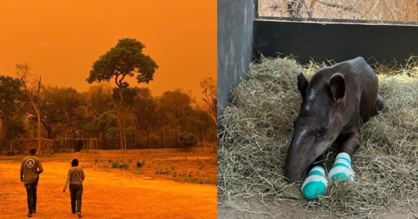 base-ampara-remocao-animais-incendios-pantanal-7-conexao-planeta.jpg