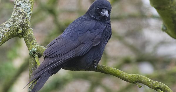 Gralha-preta (Corvus corone) - Foto: Andreas Eichler/ Creative Commons 4.0