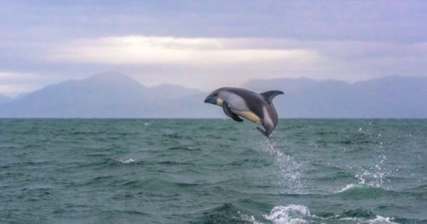 batalha-naval-golfinhos-do-sul-conexao-planeta-foto-marcos-amend-w