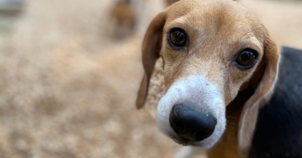 beagles-resgate-conexao-planeta