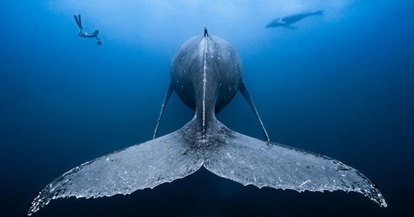 belezas-surpresas-fundos-do-mar-imagens-premiadas-underwater-photographer-year-abre-conexao-planeta