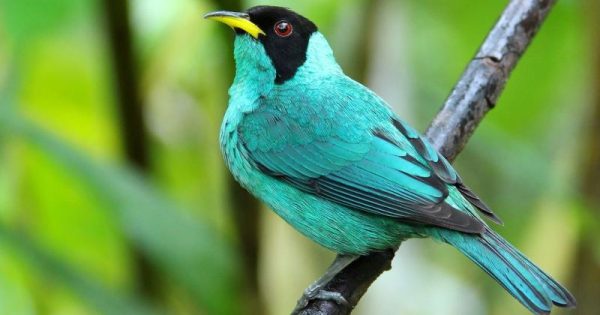 big day brasil de observação de aves