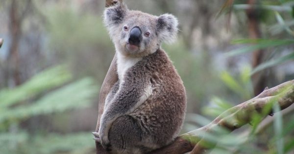 biologos-declaram-coalas-extintos-funcionalmente-3-conexao-planeta