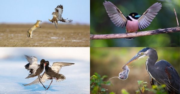 bird-photographer-year-2022-abre-conexao-planeta