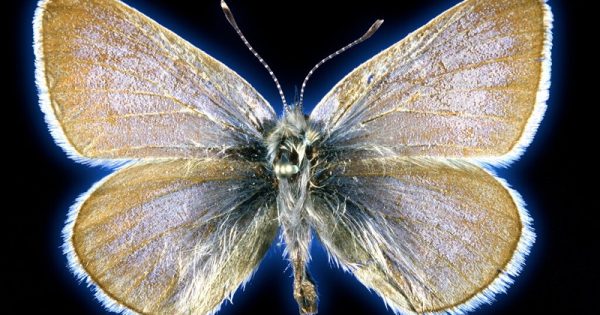 borboleta-azul-extincao-estados-unidos-conexao-planeta